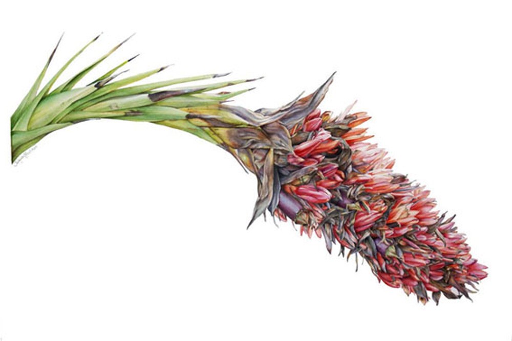 Spear Lily